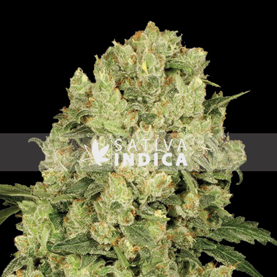 AK 48 Feminized 