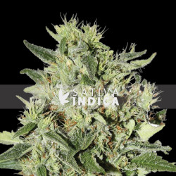 White Rhino Feminized Seeds