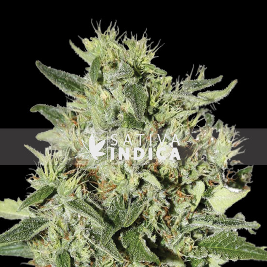 White Rhino Feminized