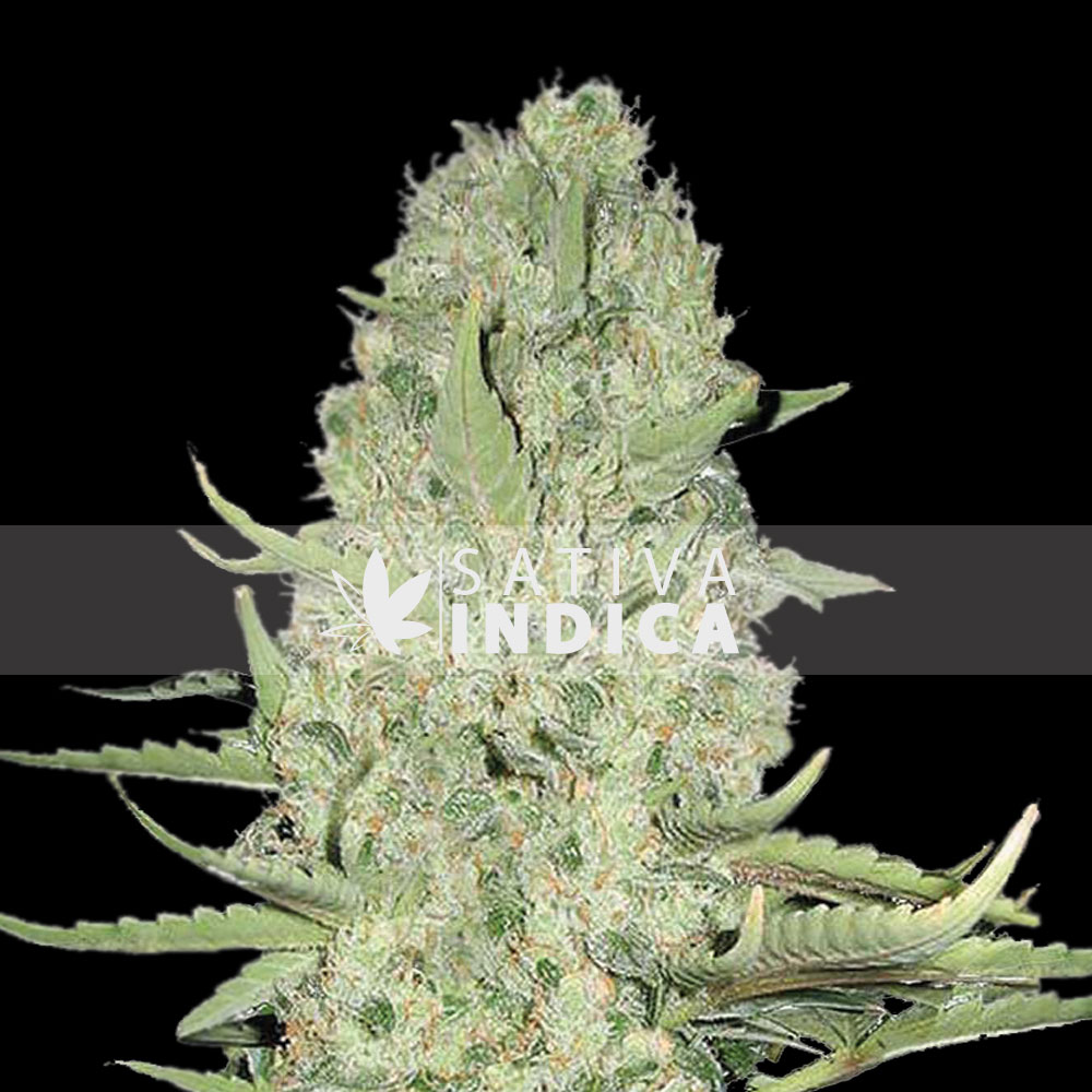 White Widow Feminized Cannabis Seeds 1915